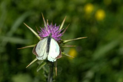 DSCF1059.jpg