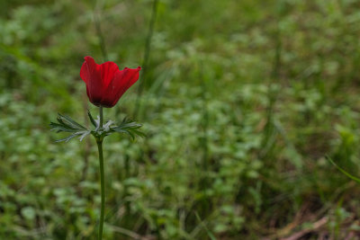 DSCF5538.jpg