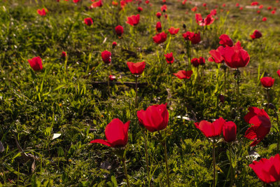 DSCF5555.jpg
