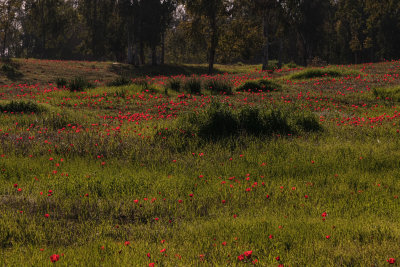 DSCF5568.jpg
