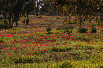 DSCF5571.jpg