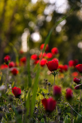 DSCF5588.jpg