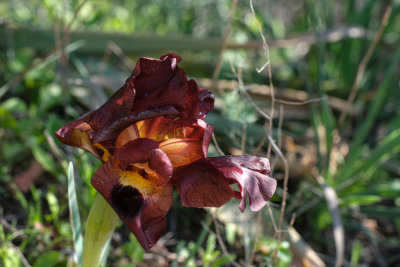 DSCF5467.jpg