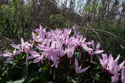 DSCF5493.jpg