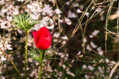 titora-6919.jpg