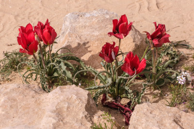 NEGEV blossom and people