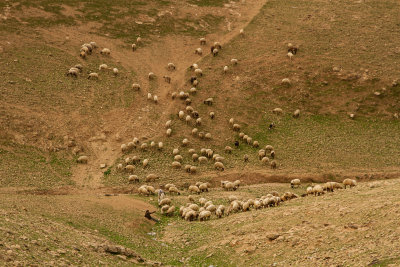 sheep-9088.jpg