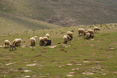sheep-9127.jpg
