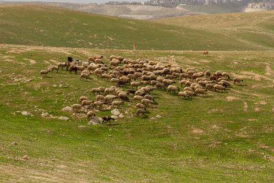 sheep-9139.jpg