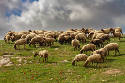 sheep-9151.jpg