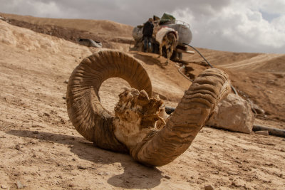 sheep-9249.jpg