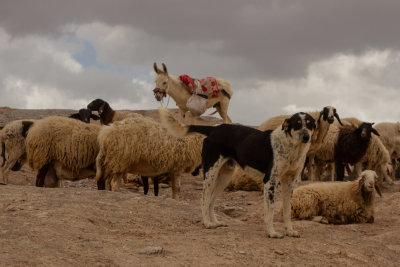sheep-9277.jpg