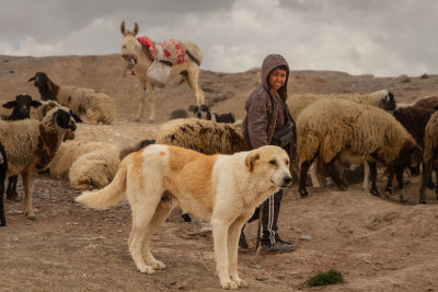 sheep-9282.jpg