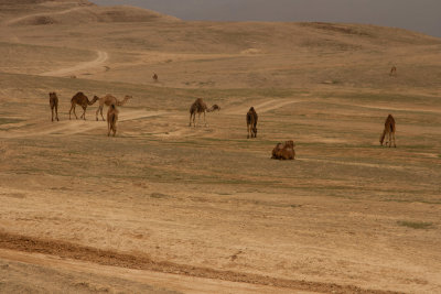 sfar-9332.jpg
