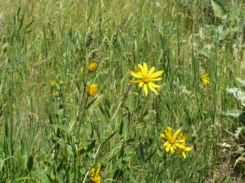 Balsam
