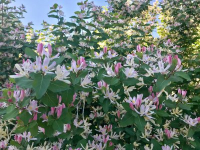 Honeysuckle 