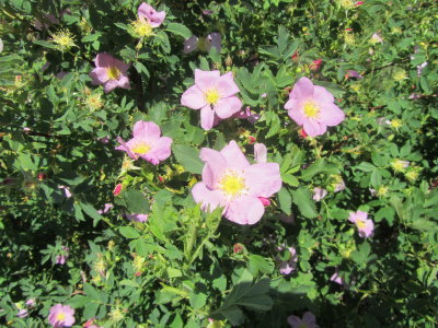 Wild flowers