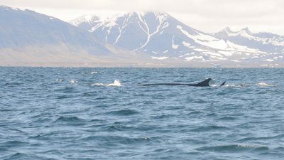 Fin whale/ Balaenoptera physalus/ Sillval