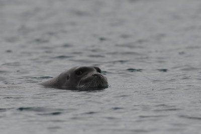 Bearded seal / Erignathus barbatus / Storsl