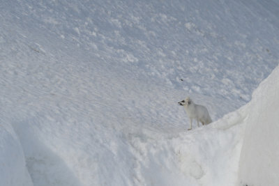 Arctic fox / Vulpes lagopus / Fjllrv
