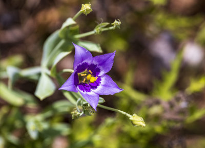 BobcatWoods-0725-27.jpg