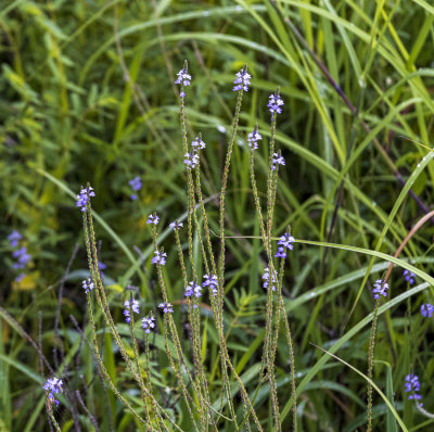 BobcatWoods-0725-34.jpg