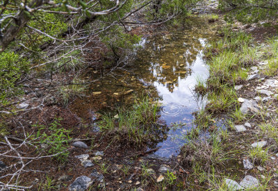 BobcatWoods-0601-24.jpg