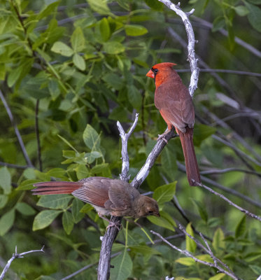 BobcatWoods-0601-42.jpg