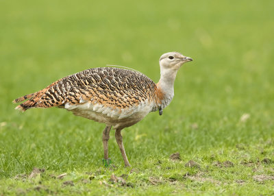 Grote_Trap_Great_Bustard.jpg