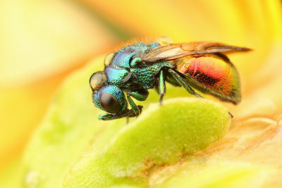 Ruby-tailed wasp-goudwesp