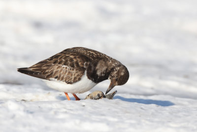 Turnstone in the snow