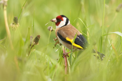 Putter; Carduelis carduelis; Eurasian Goldfinch