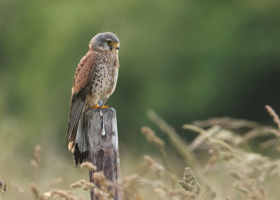 Torenvalk; Common Kestrel; Falco tinnunculus