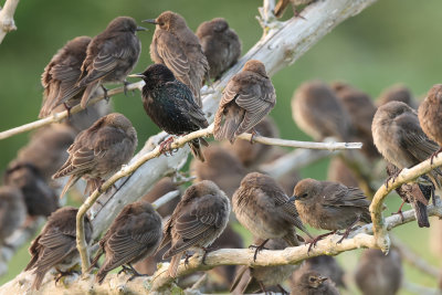 Spreeuw; Common Starling; Sturnus vulgariss.jpg
