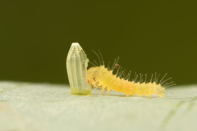 The caterpillar of a cabbage white butterfly (1,5mm)