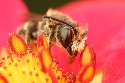 Litle mason bee