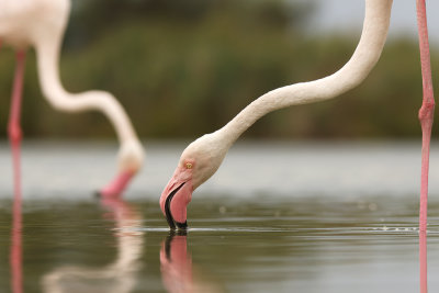 Flamingos of the Camargue