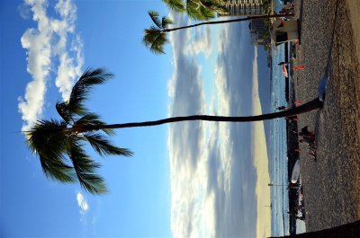 Royal Palms all along Waikiki Beach