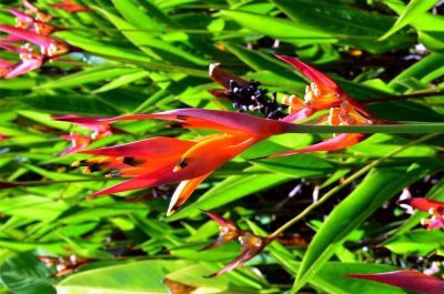 A variation of the Bird of Paradise