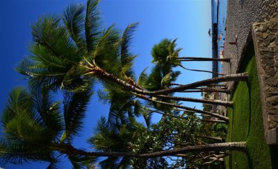Royal Palms all along Waikiki Beach