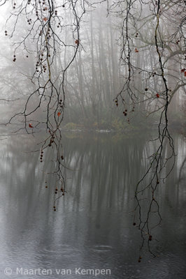 Fog