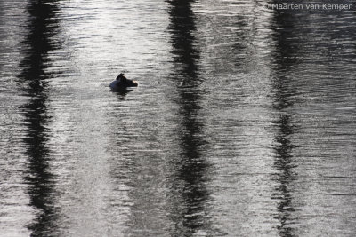 Great crested grebe (Podiceps cristatus)