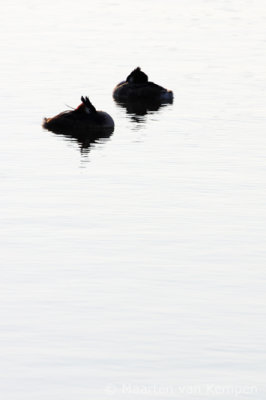 Great crested grebe (Podiceps cristatus)