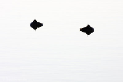 Great crested grebe (Podiceps cristatus)