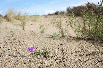 Dune pansy (Viola curtisii)