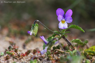 Dune pansy (Viola curtisii)