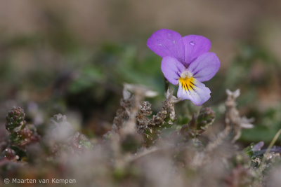 Dune pansy (Viola curtisii)