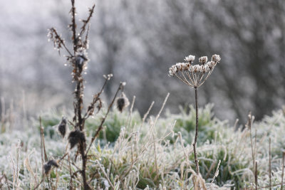 Cow parsley (Anthriscus sylvestris)