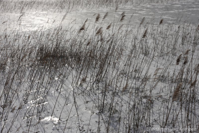 Reed (Phragmites australis)