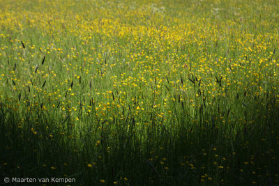 Meadow buttercup (Ranunculus acris)